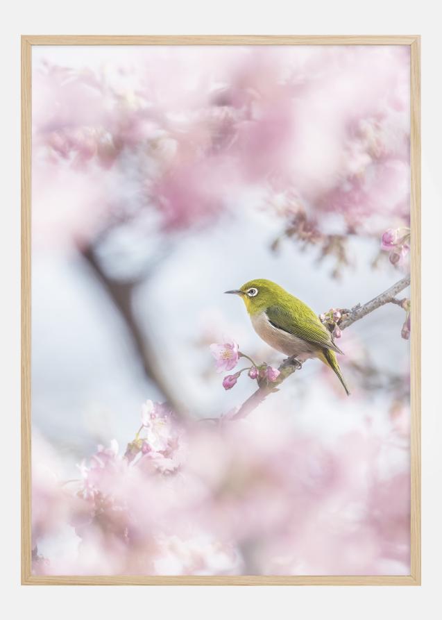 Bildverkstad Cherry Blossom color Poster