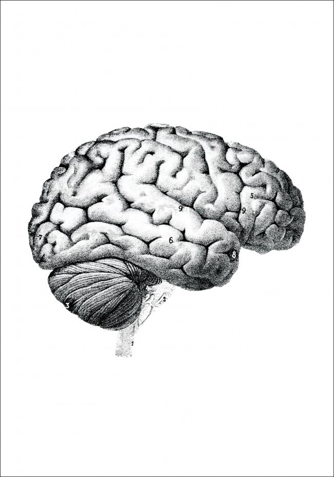 Bildverkstad Schoolposter hersenen