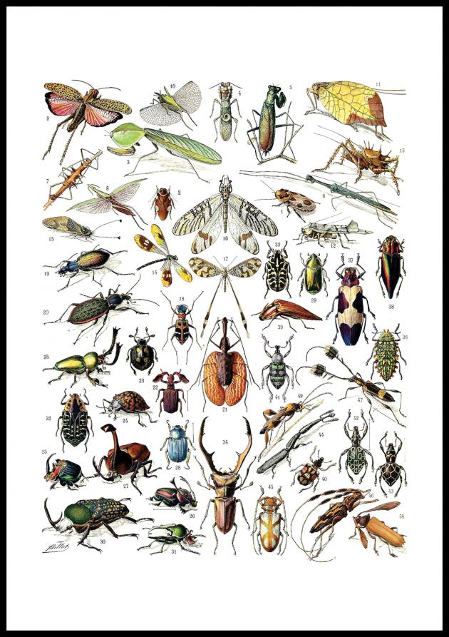 Lagervaror egen produktion Schoolposter insecten II Poster