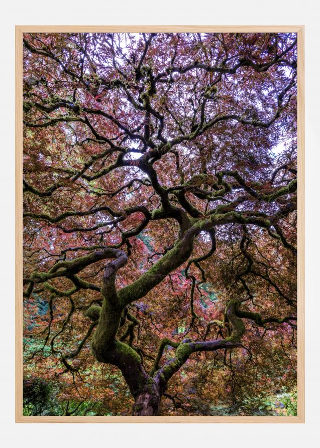 Bildverkstad Japanese Maple Tree Poster