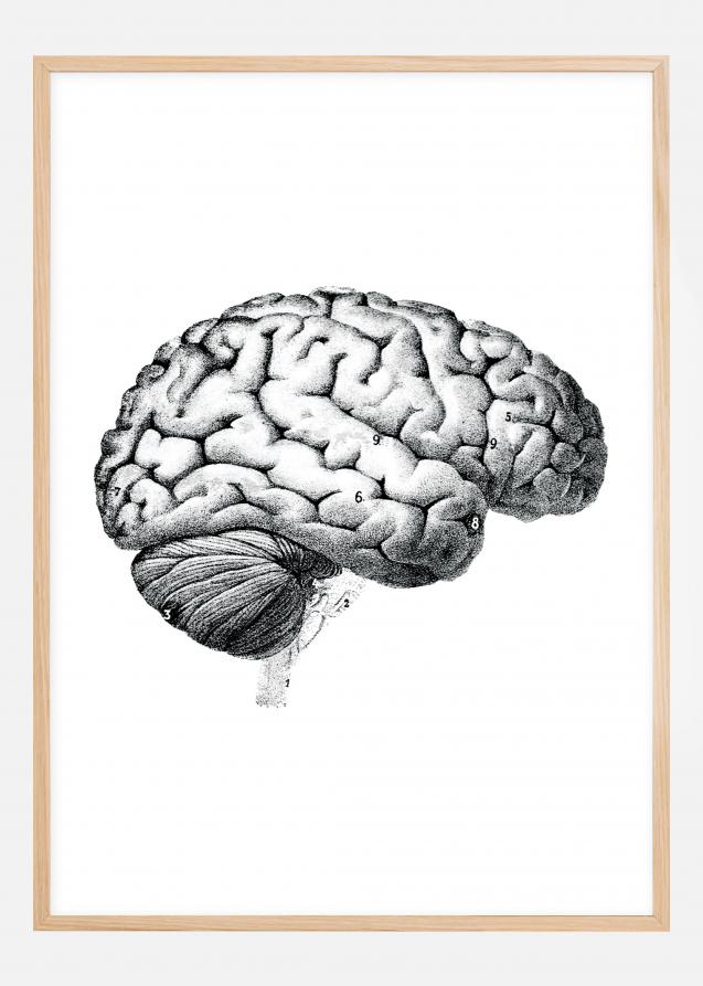 Bildverkstad Schoolposter hersenen Poster