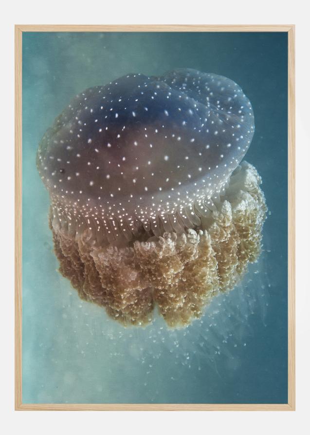 Bildverkstad Jellyfish Phylorhiza punctata Poster