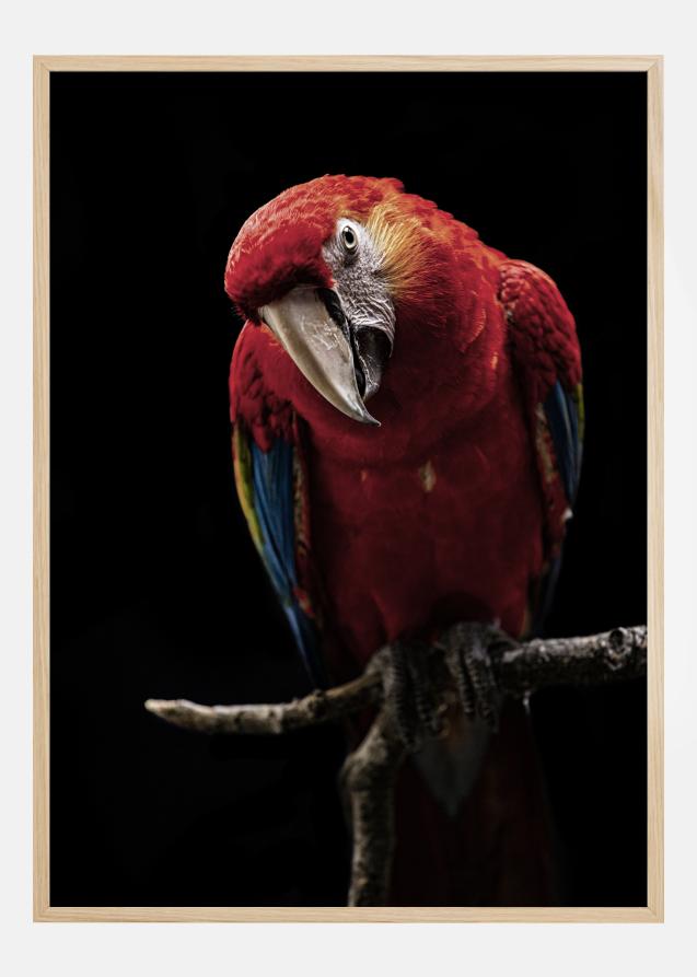 Bildverkstad Portrait of Scarlet Macaw Poster