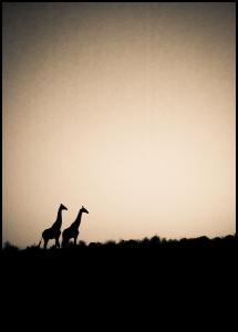 Bildverkstad Giraffes Poster