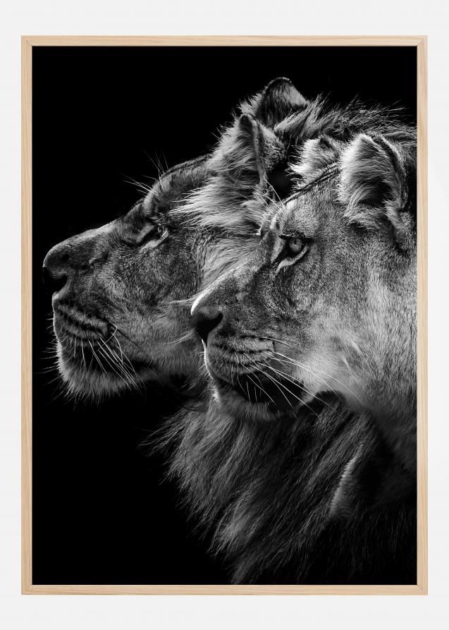 Bildverkstad Lion and lioness portrait Poster