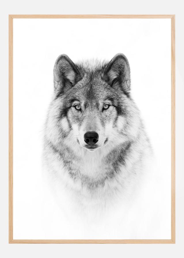 Bildverkstad Portrait of a Timber Wolf Poster