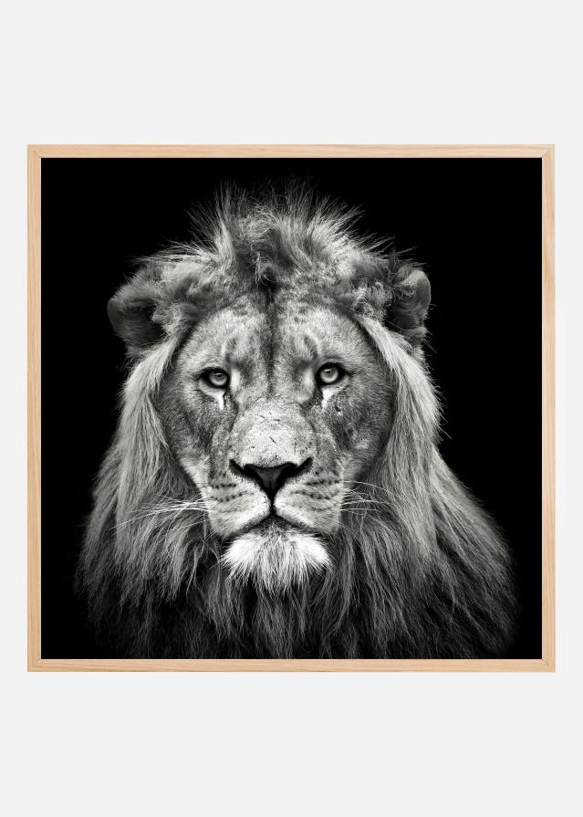 Bildverkstad Young Male Lion Poster