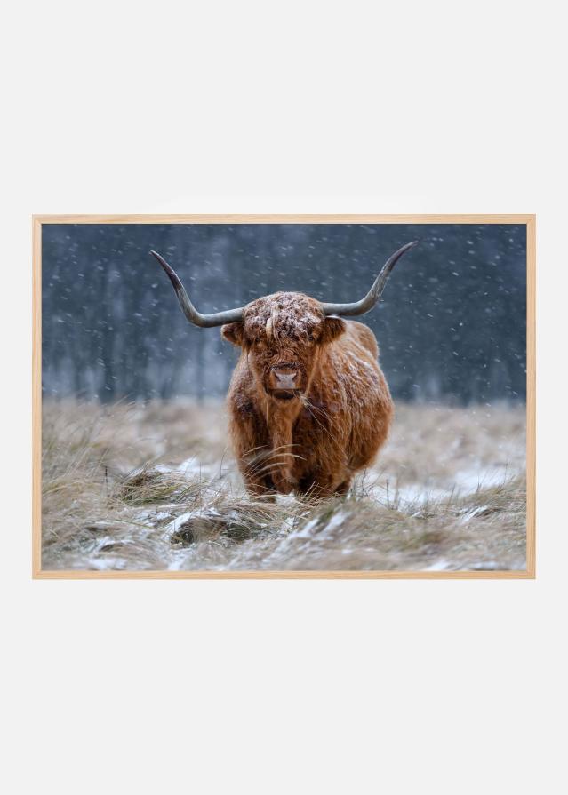 Bildverkstad Snowy Highland cow Poster