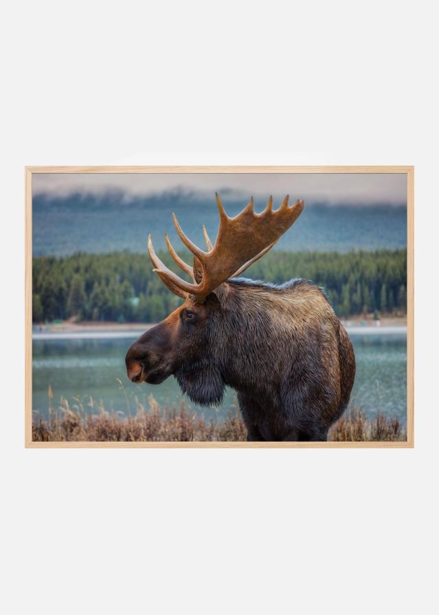 Bildverkstad Moose Poster