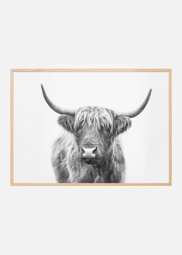 Bildverkstad Highland Bull Poster