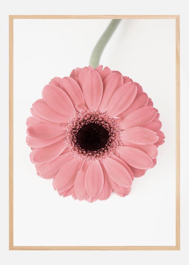 Bildverkstad Pink Gerbera II Poster