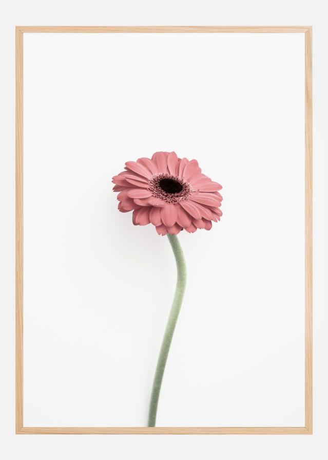 Bildverkstad Pink Gerbera Poster