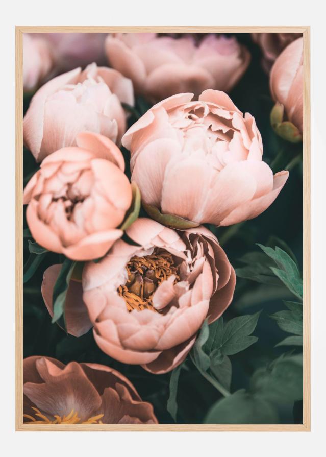 Bildverkstad Coral Peonies Poster