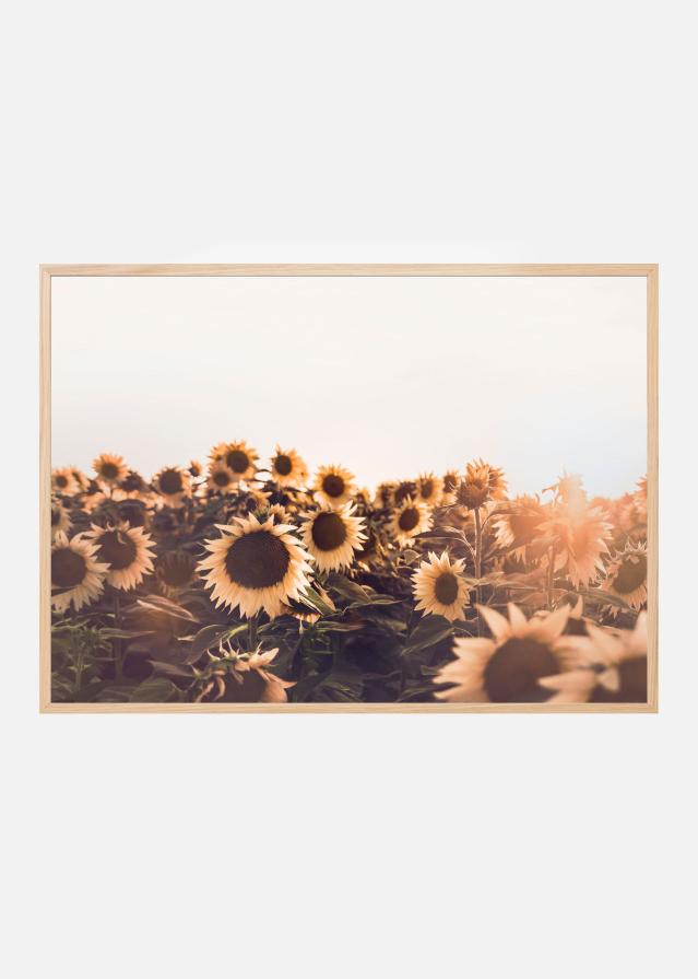 Bildverkstad Sunflowers Poster