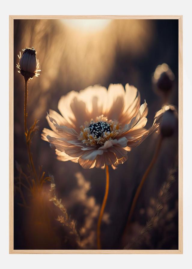 Bildverkstad Flower in Morning Sun Poster