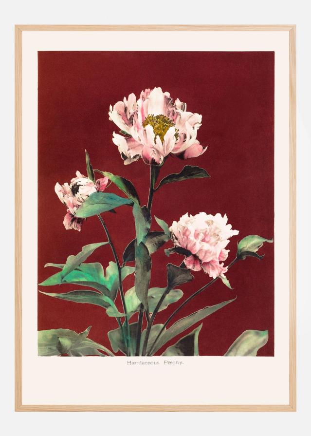 Bildverkstad HAbrdaceous Peony no2 Poster