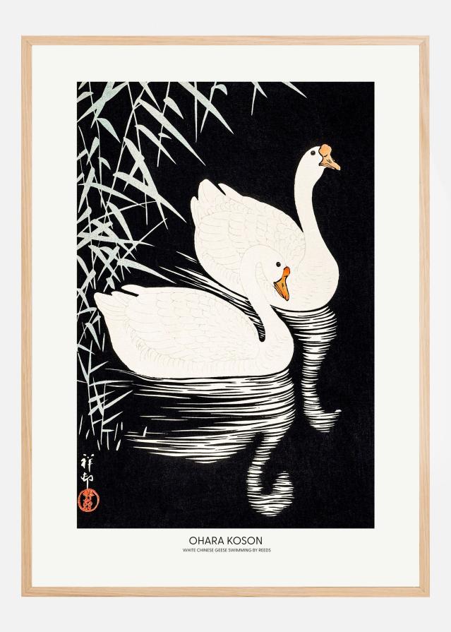 Bildverkstad White Chinese Geese Swimming by Reeds Poster