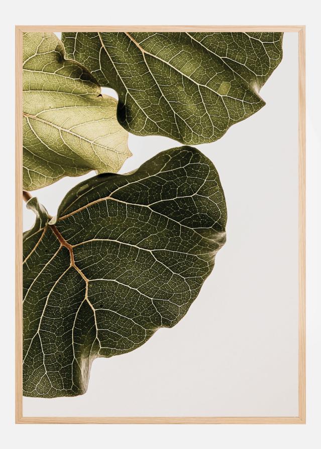 Bildverkstad Abutifolia No1 Poster