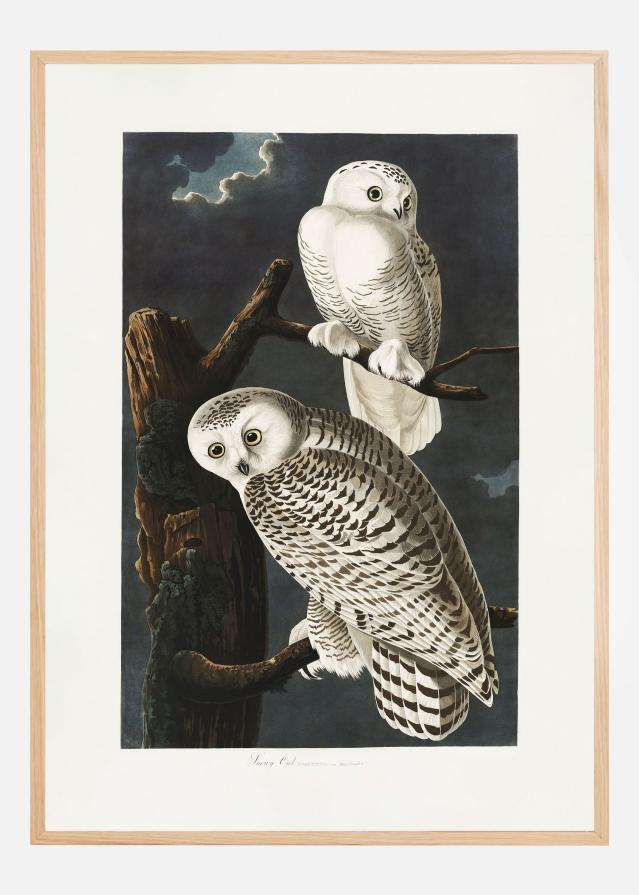 Bildverkstad Snowy Owl From Birds of America (1827) Poster