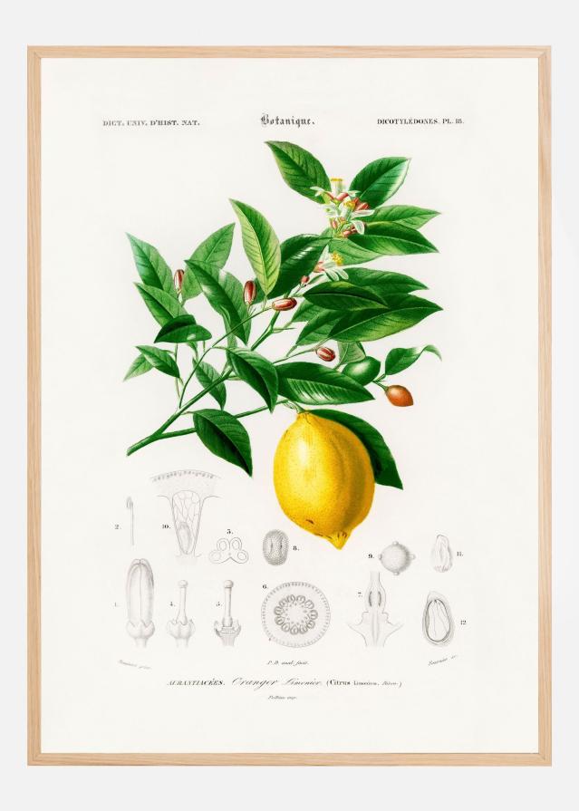 Bildverkstad Lemon (citrus Limonium) Poster