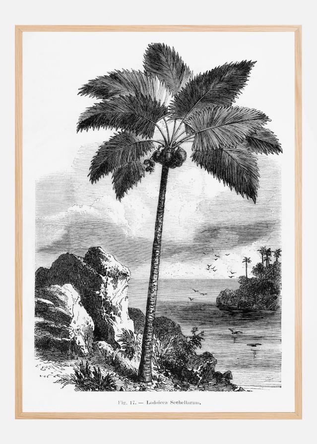 Bildverkstad Vintage Palm Tree Drawing I Poster