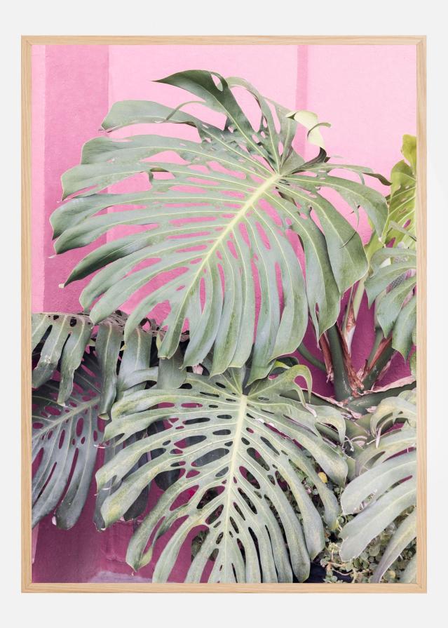 Bildverkstad Monstera leaf La Muralla Poster