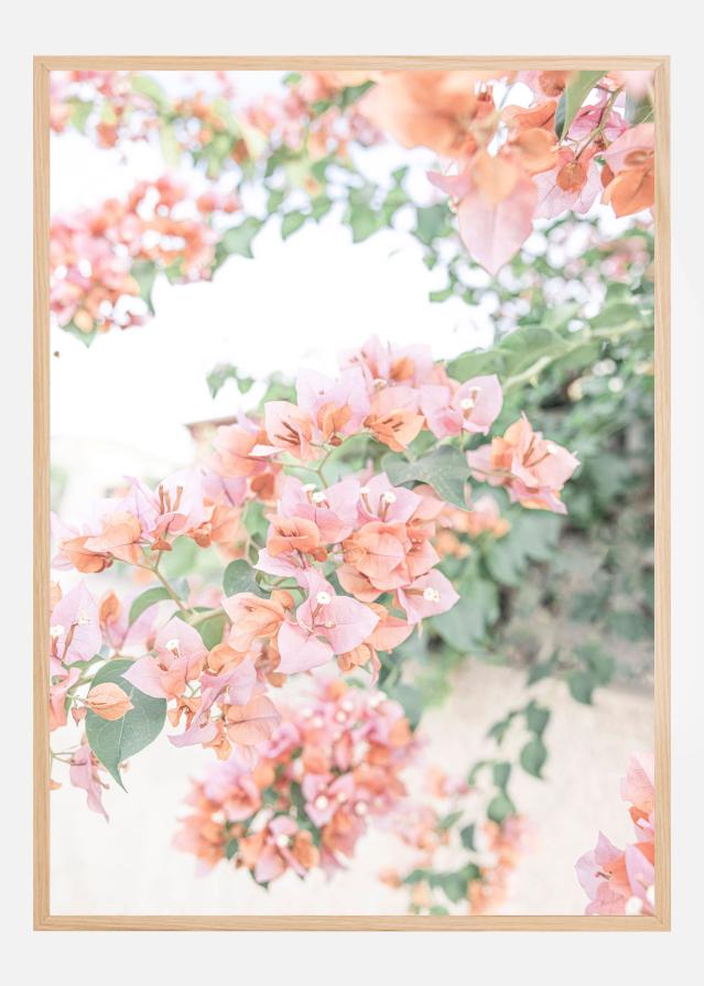 Bildverkstad Peach Bougainvillea Poster