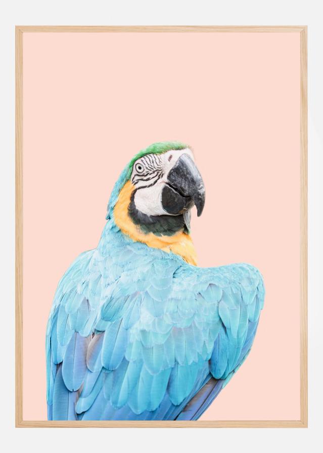 Bildverkstad Blue Macaw Poster