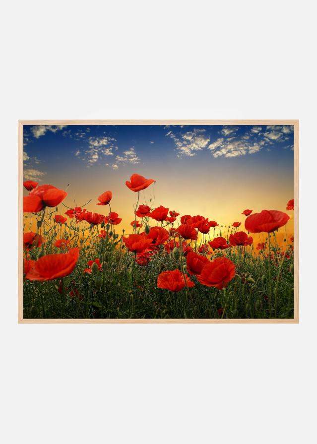 Bildverkstad Poppies Poster