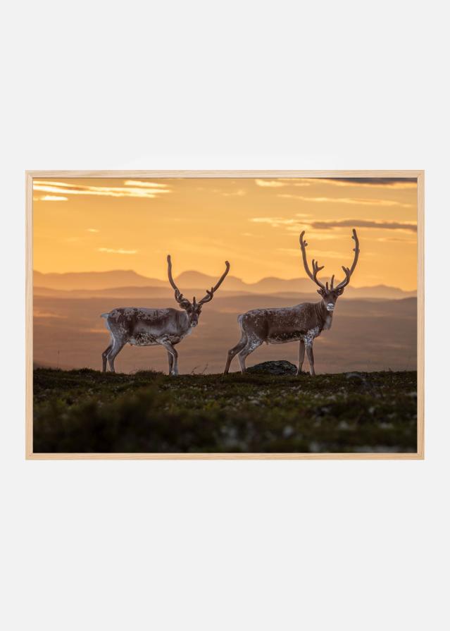 Bildverkstad Reindeers at sunset peaks Poster