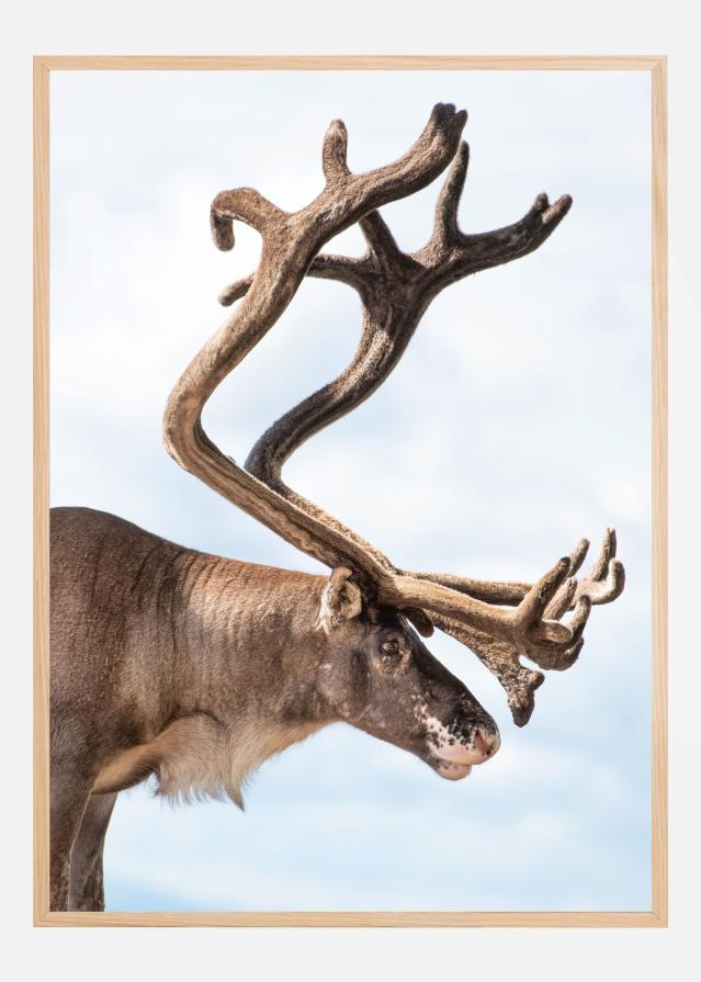 Bildverkstad Majesty of the north Poster