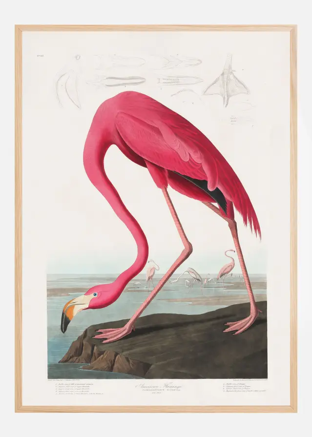 Bildverkstad Pink Flamingo From Birds of America (1827) Poster