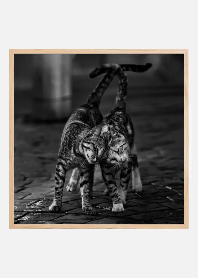 Bildverkstad Kittens Poster