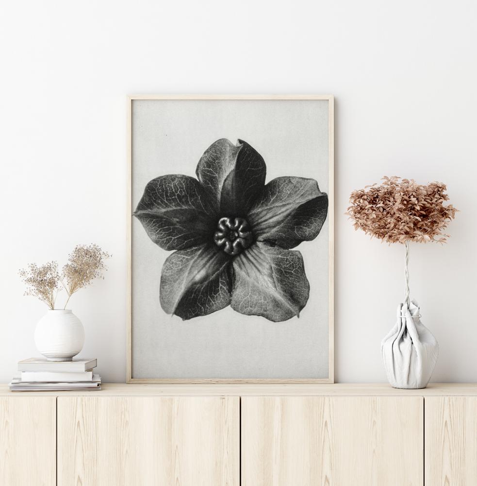 Bildverkstad Grey Flower III Poster