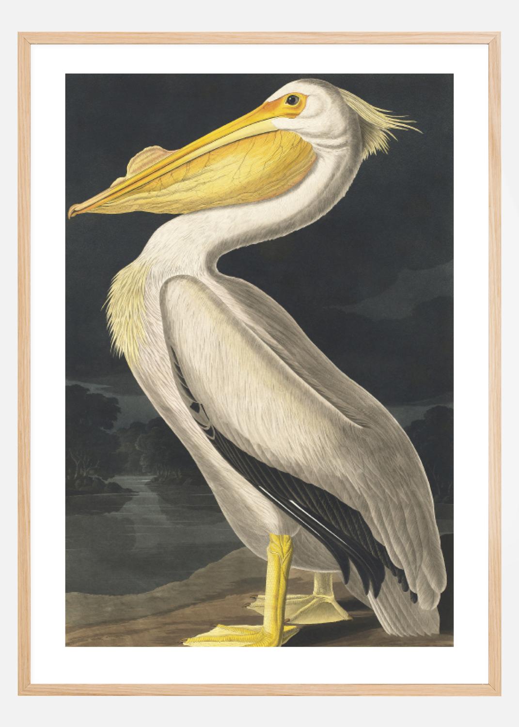 Product Image for American White Pelican Poster (30x40 cm)