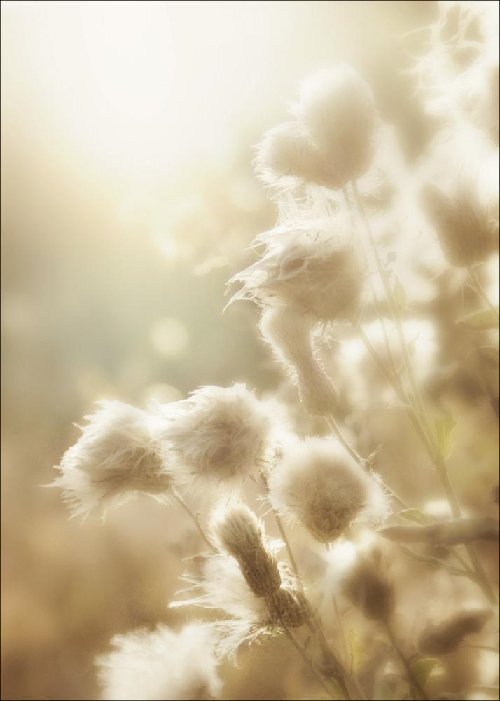 Bildverkstad Fluffy flowers Poster