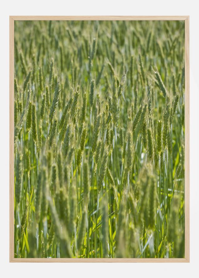 Bildverkstad Green Wheat Field Poster