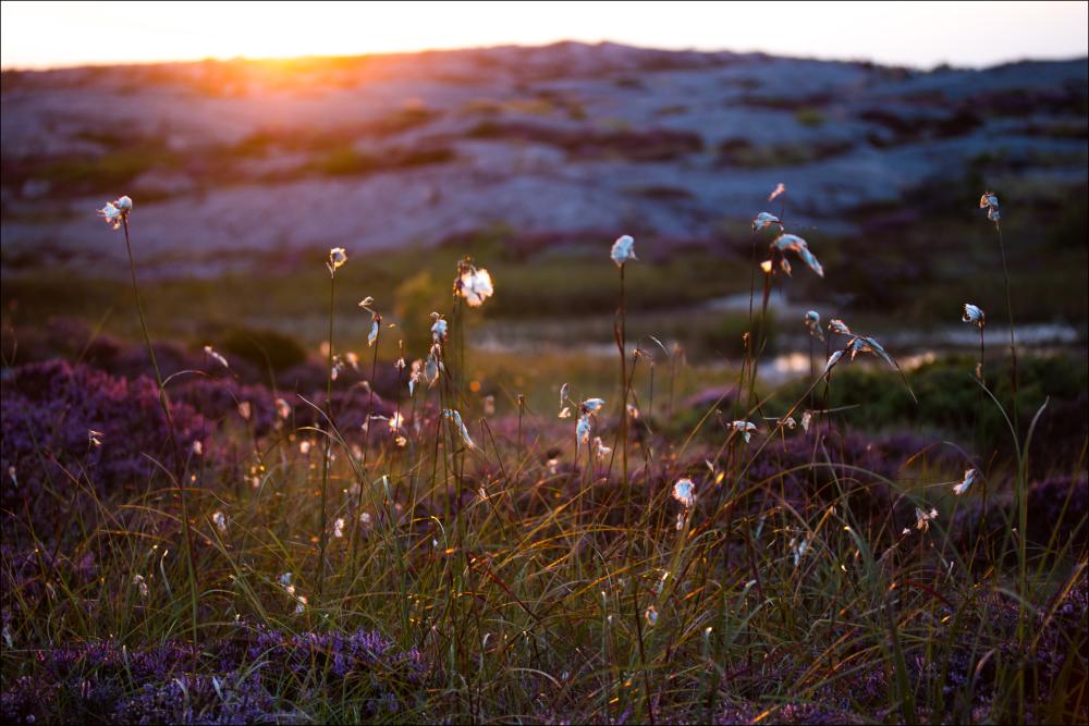 Bildverkstad Summer evening on the rocks Poster