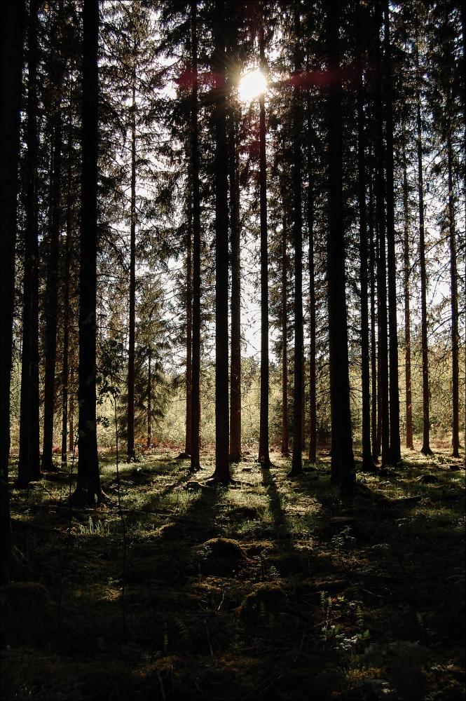 Bildverkstad Sunrays Poster