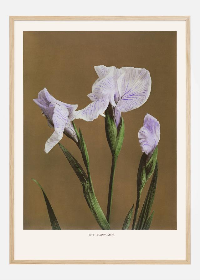 Bildverkstad Iris Kabmpferi no2 Poster