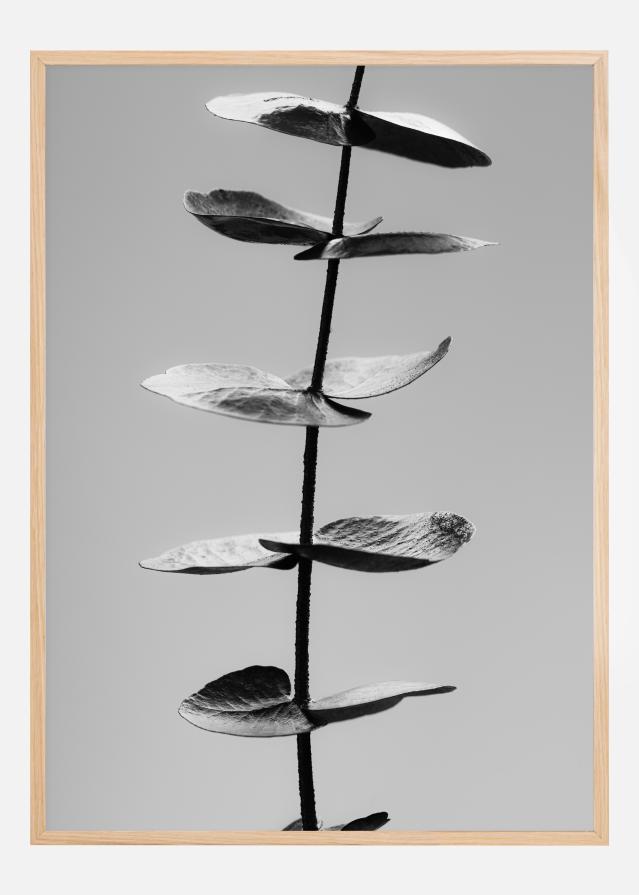 Bildverkstad Eucalyptus Bw Poster