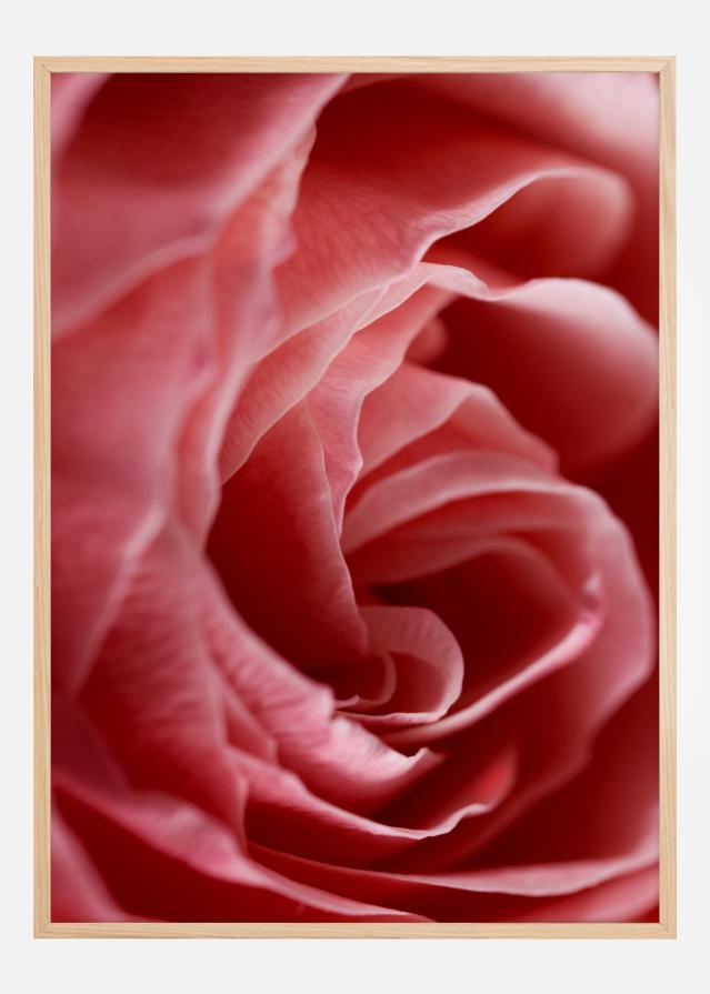 Bildverkstad Close Up Flower Poster