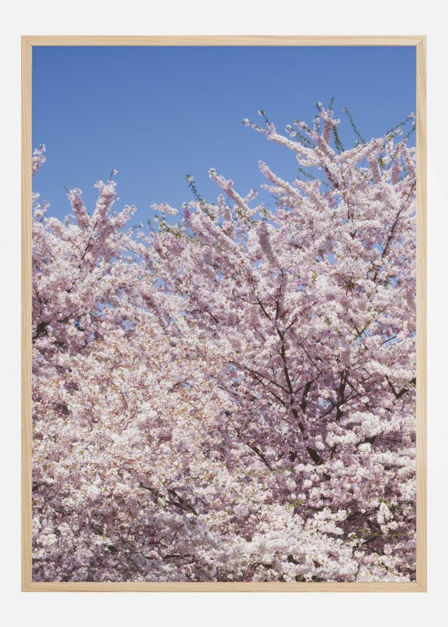 Bildverkstad Cherry-Tree Poster