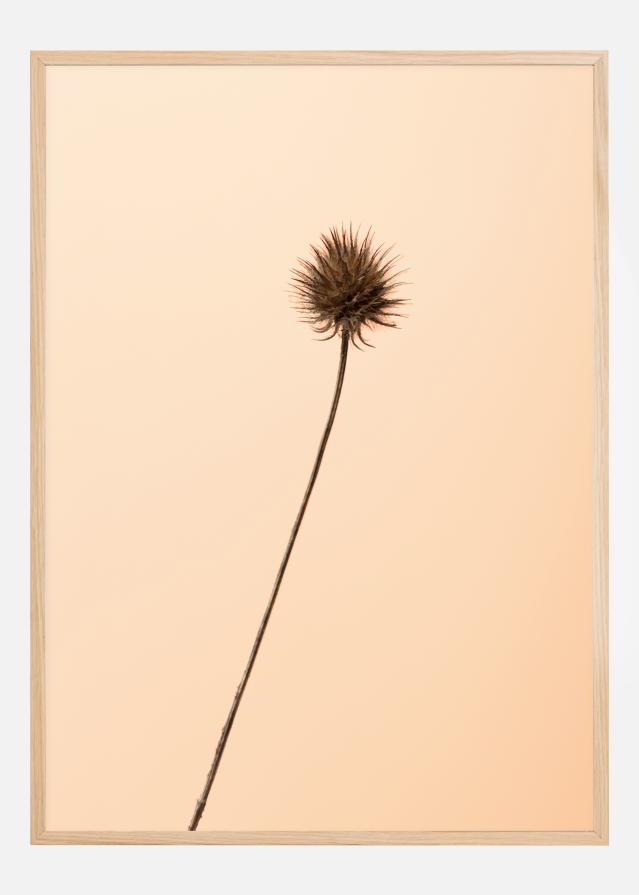 Bildverkstad Thistle Peach Poster