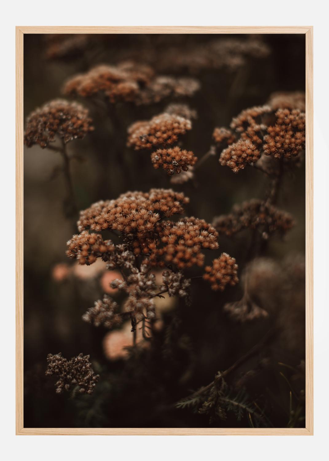 Product Image for Cow Parsley Poster (21x29.7 cm (A4))