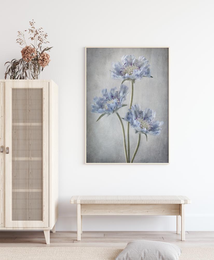 Bildverkstad Scabiosa Poster