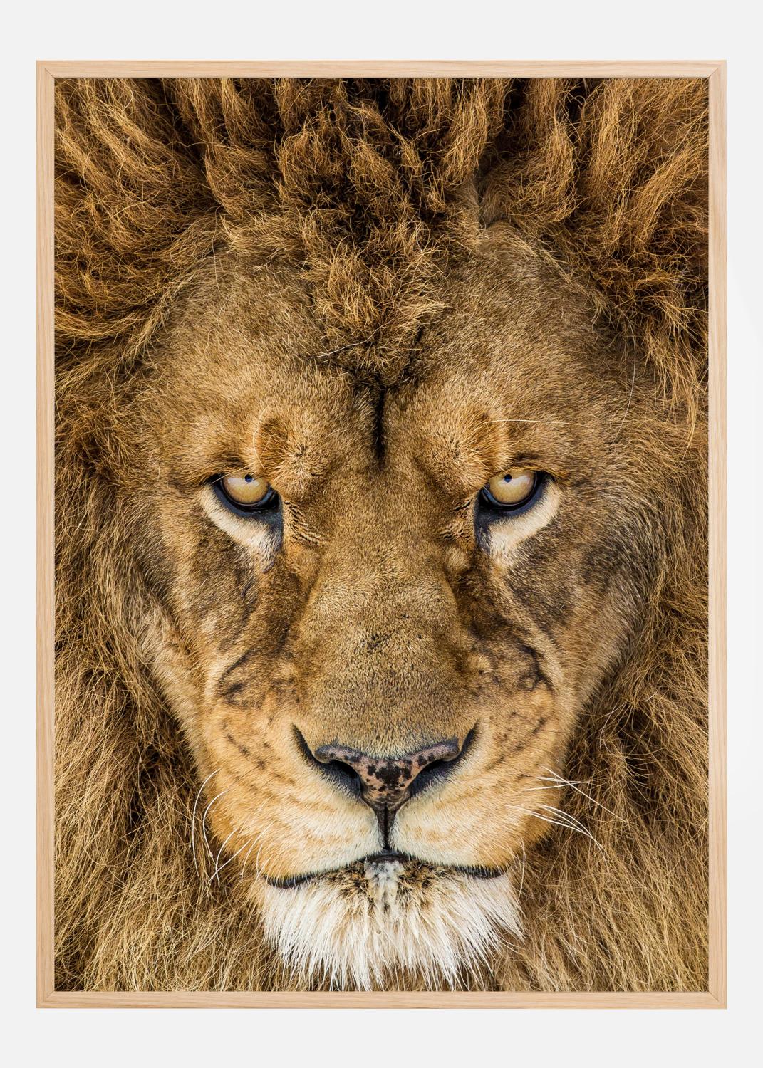 Product Image for Serious Lion Poster (21x29.7 cm (A4))