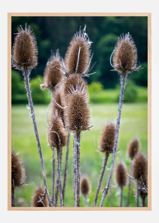 Bildverkstad Field Poster