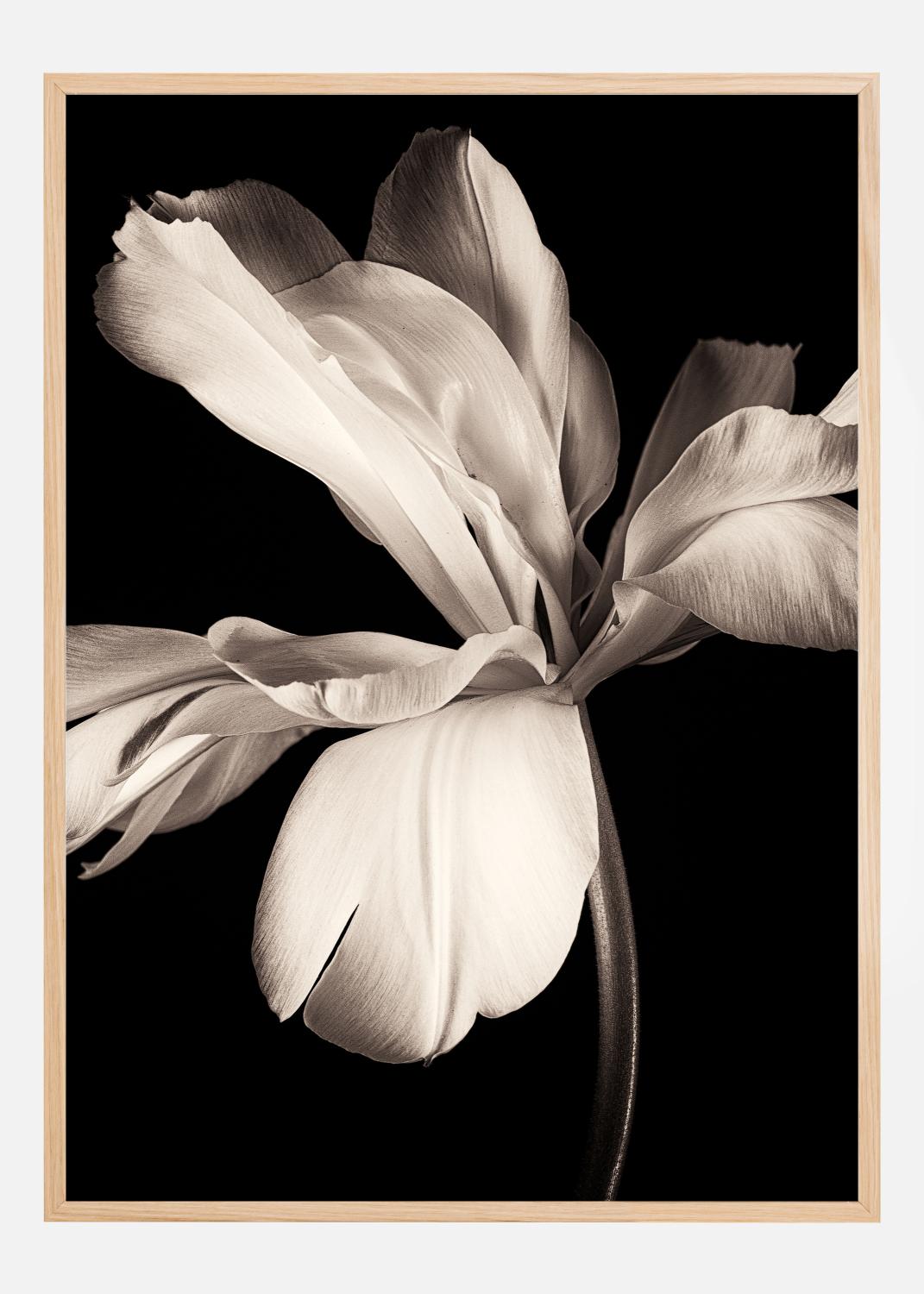 Product Image for Dark Macro Flower Poster (21x29.7 cm (A4))