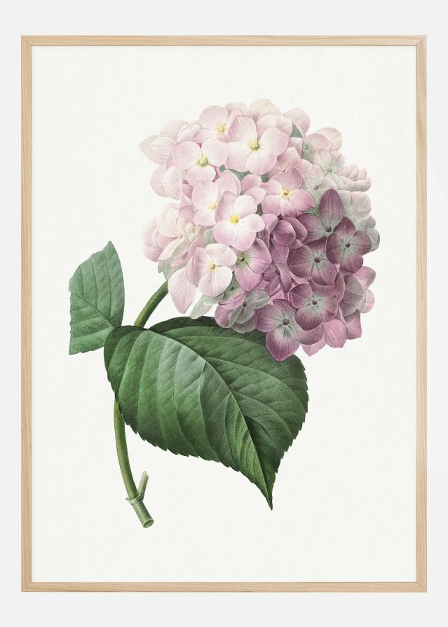 Bildverkstad Hydrangea Macrophylla Poster